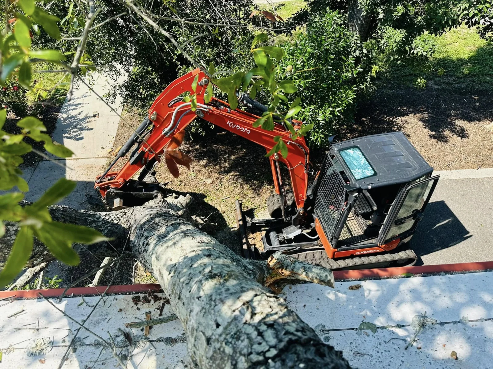 Excavator removing a large fallen tree from beside a building